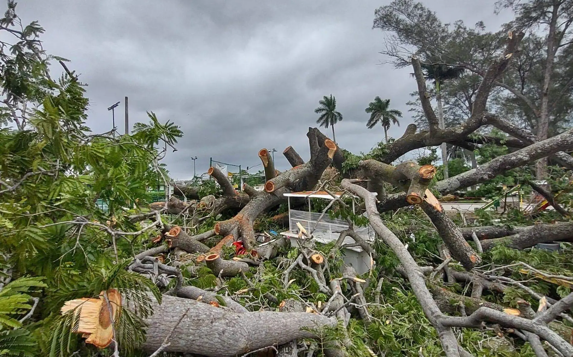 Nunca imaginó que el árbol que le dio sombra por muchos años terminaría por destruir su fuente de trabajo 